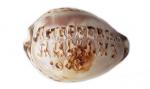 Cypreus shell with the inscription "St. Andrew